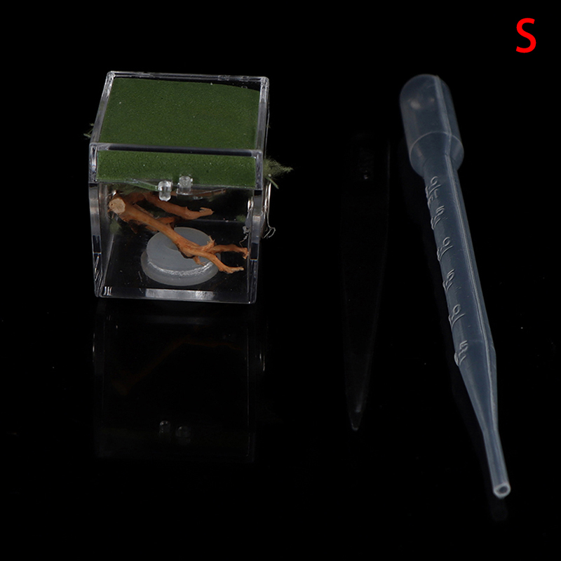 Black Widow Spider Small Insect Terrarium Transparent Reptile Breeding Box: S