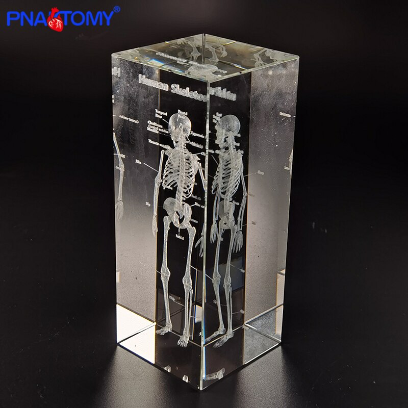 Squelette en cristal, humain, , dents, cœur, poumons, avec Instruction, modèle Transparent, démonstration médicale, anatomie: Skeleton5X5X12CM
