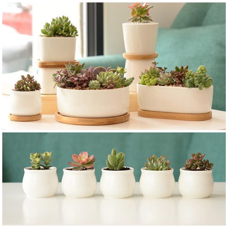 Hvid porcelæn sukkulenter potte grønne planter urtepotte med bambus bakke kontor bordplade planter kortfattet vase boligindretning