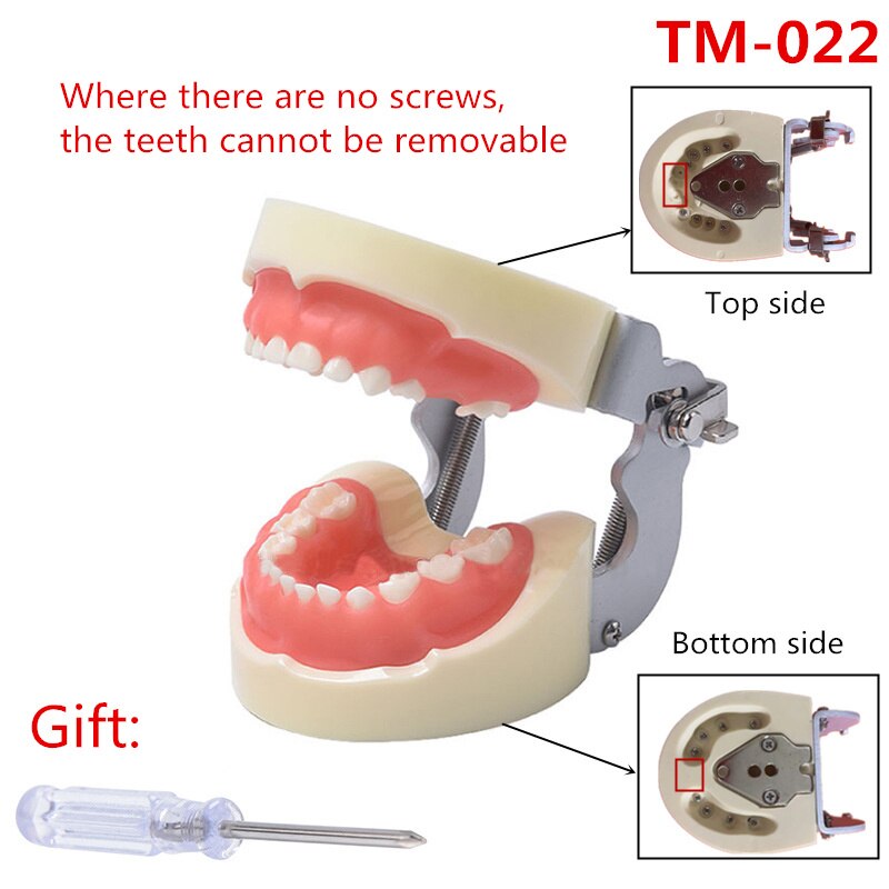 Standard Dental Teeth Model For Dental Technician Practice Studying Jaw Model With Removable Teeth Teaching Gum Typodont Models: Kids Teeth Model