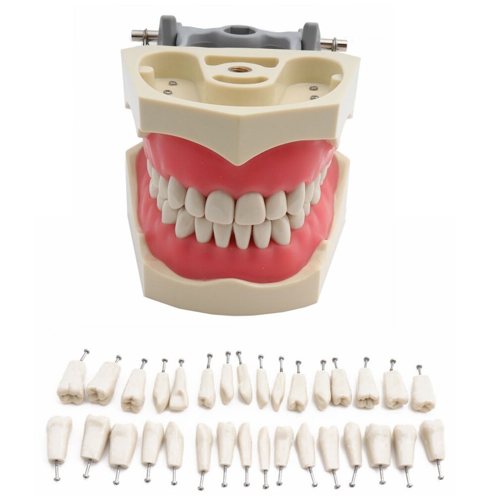 ADC Accredited Model Dental Teeth Model Dental Teaching Model Demonstration Tooth Model With Removable 32 pcs Teeth