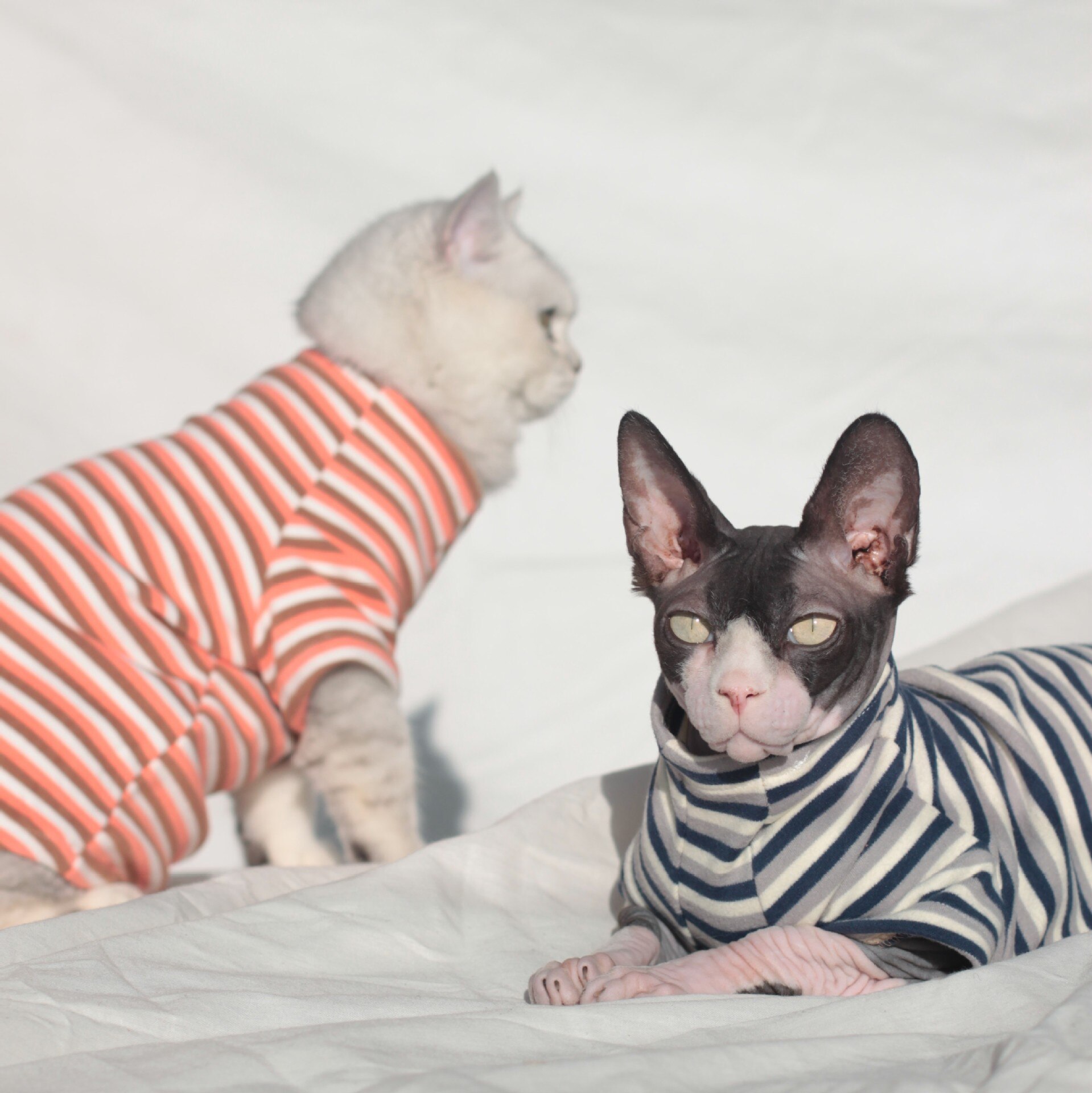 Pet clothes Sphinx hairless cat dog spring velvet warm stretch bottom coat clothes for cats puppy clothes