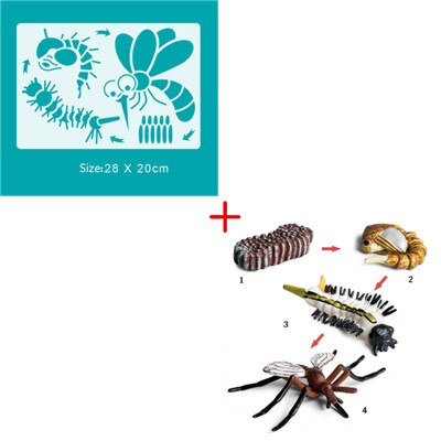 Animal Life Cycle Drawing Stencil Chicken Turtle Ant Frog Mosquito Butterfly Ladybug Model Art Painting Template Educational Toy: Mosquito Set