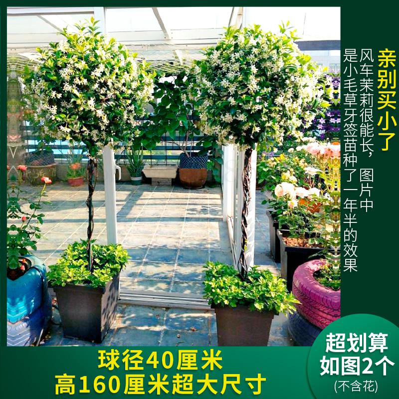 600 Lollipop wrought iron ball windmill jasmine plant shape ball climbing frame flower stand rattan stand