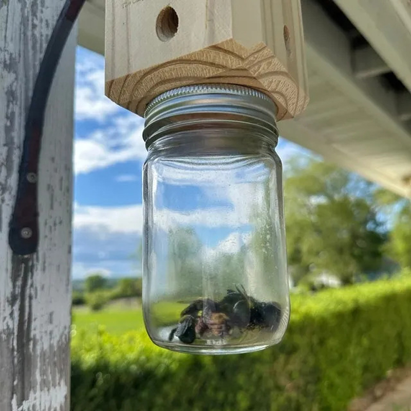 Piège à abeilles de charpentier pour l'extérieur, 1 pièce, piège à abeilles de charpentier suspendu naturel de Style Pentroof, pièges à insectes avec coffre-fort amovible