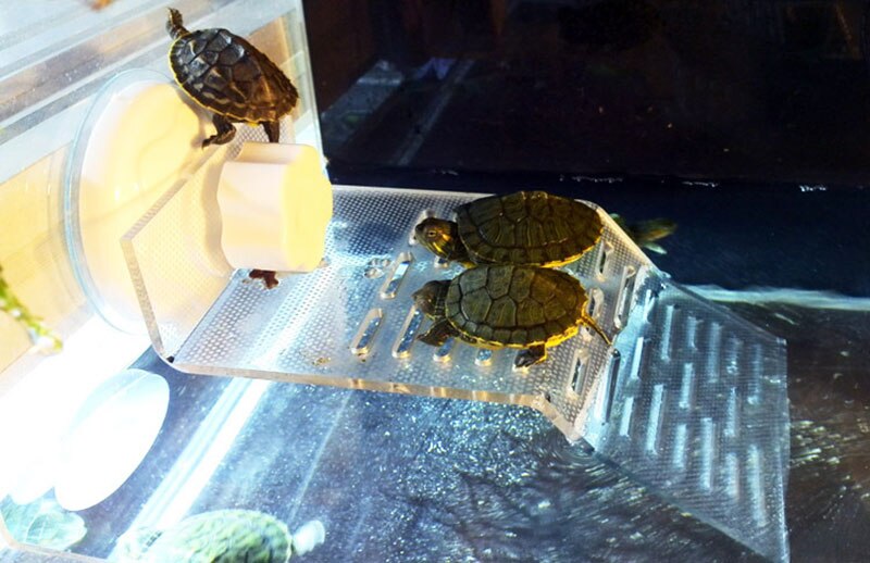 Gennemsigtig skildpadde crawler tagterrasse skildpadde pool flydende ø dorsal bask platform akvarium dekoration tilbehør