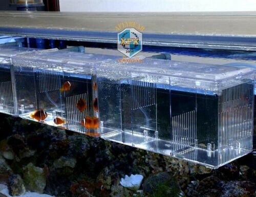 Aquarium kweekbak hang kweekbak kwekerij jachthaven jongen isolatie