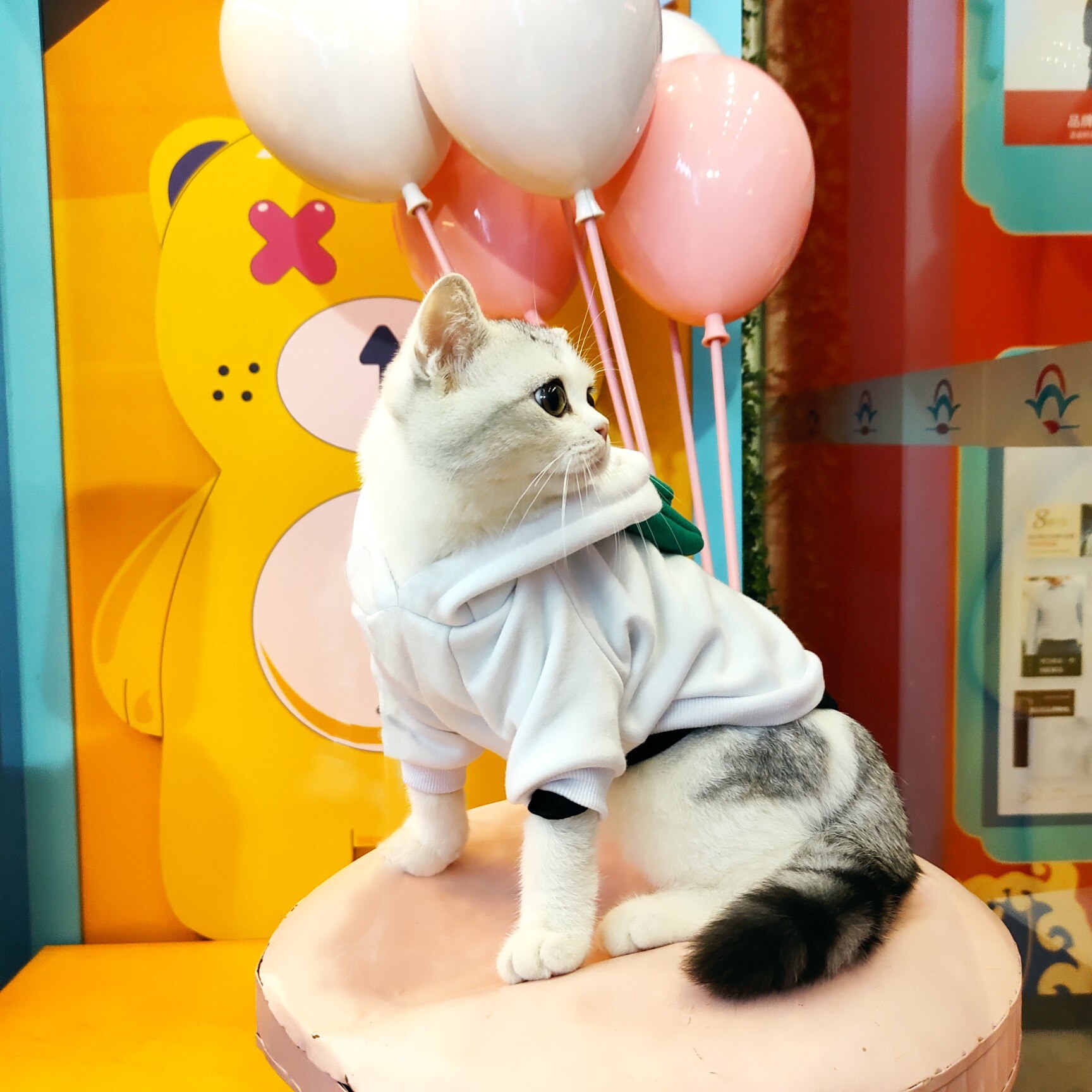 Zielona bluza z kapturem z motywem kota ubrania dla kota