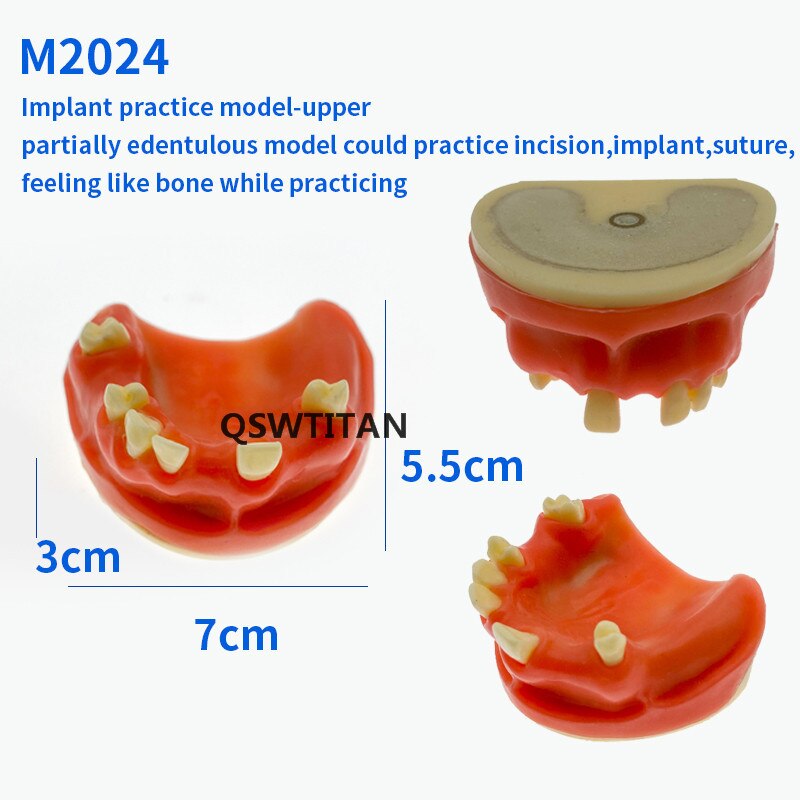 Zahn Sinus Aufzug Praxis Zähne Modell Zahn Lehre Zahn Modell Simulation Modell Typodont Studie Modell: M2024