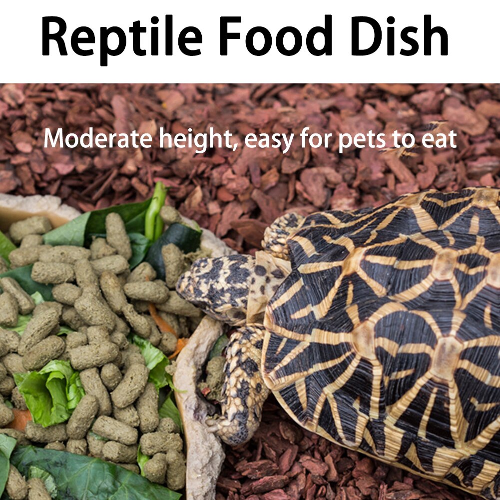 Turtle Feeder Resin Landscape Feeding Bowl Simulation Reptile Food Dish Ornament Snake Tortoise Gecko Lizard Water Amphibian