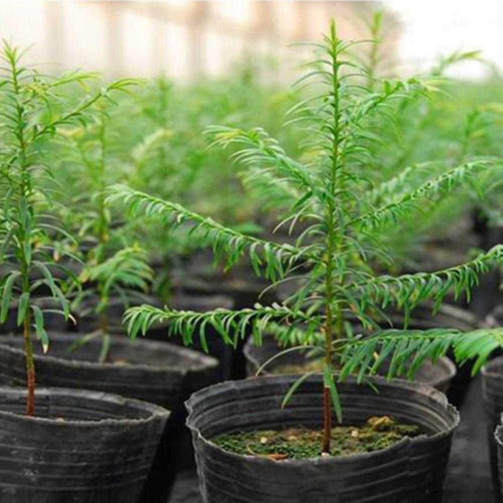 Vaso de plástico para plantas, vaso de plantas para berçário, mudas, recipientes para planta, vaso oco de jardim, 100 peças