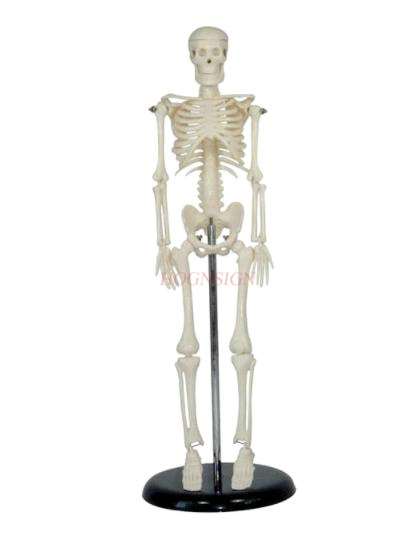 45cm Menschlichen Körper Skelett Modell Skelett Anatomie Struktur Wirbelsäule Schädel Kopf Gemeinsamen Tätigkeit Lehre bilden