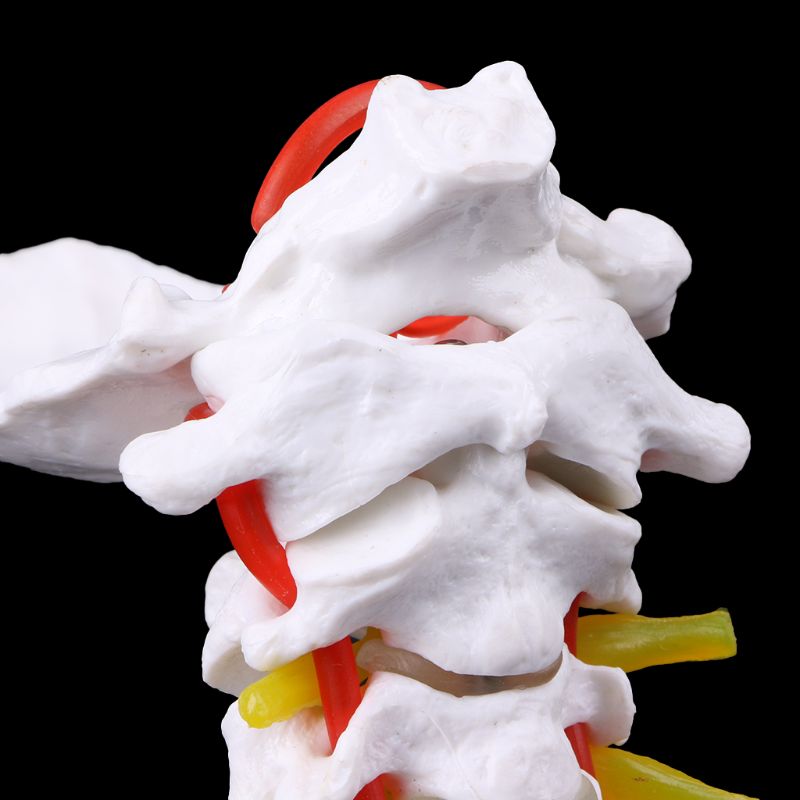 Vértebra Cervical, Arteria, columna vertebral, modelo anatómico, tamaño natural, DXAB