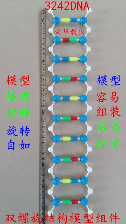 DNA Dubbele Helix Model Component Hoge School Biologie Experimentele Apparatuur DNA structuur model