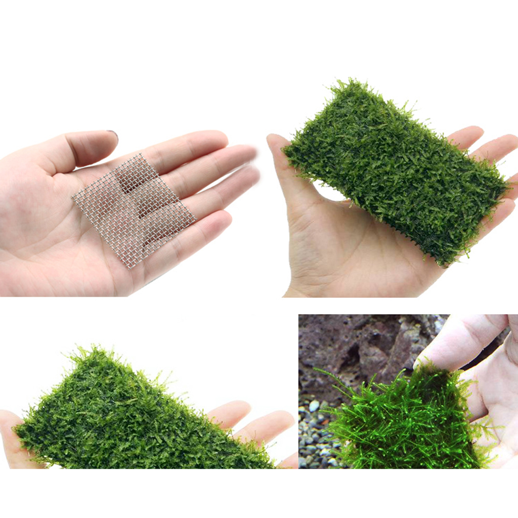 Gør-det-selv akvarie mos træ svamp rustfrit stål net-fastgør mesh pude akvarium dekorationer drivtømmer planter akvarie tilbehør