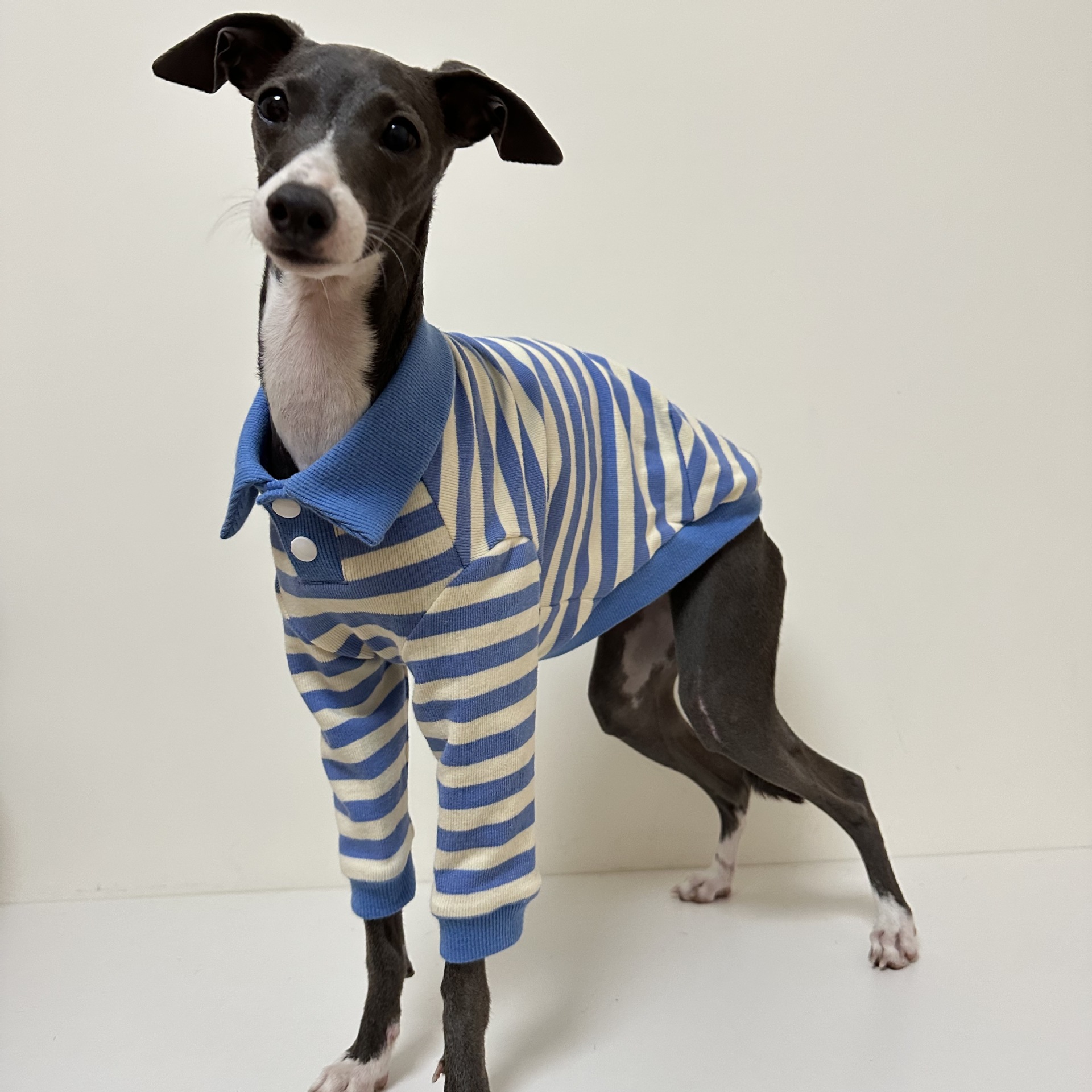 Camisa polo para animais de estimação tecido de algodão puro estiramento galgo italiano Whippet Bedlington Terrier roupas para cães