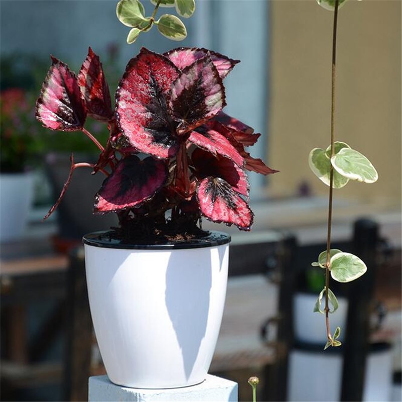 Automatic Water-absorbing Flower Pots Bonsai Multi-meat Plant Hydroponic Potted Large Plastic Flower Pots
