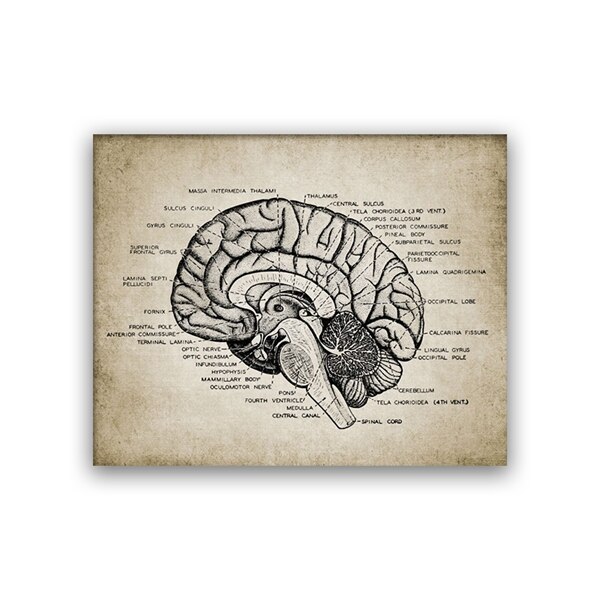 Anatomie-Poster Gehirn – DIN A4 Kunstdruck, Ideal Für Mediziner, Schüler & Deko