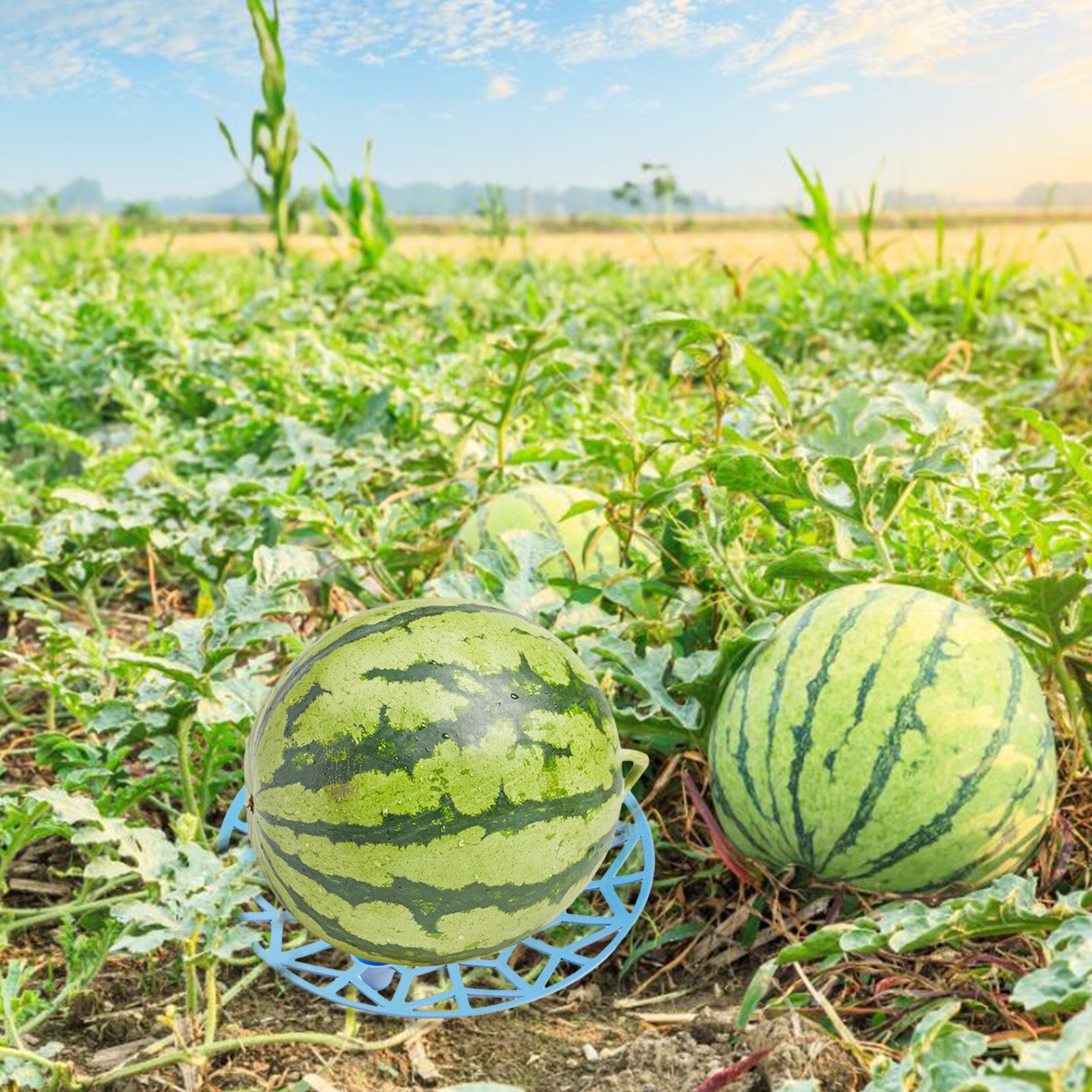 Bandeja de cultivo de fruta y melón, bandeja estable de plástico anticorrosiva para jardín, Base de soporte reciclable para fruta