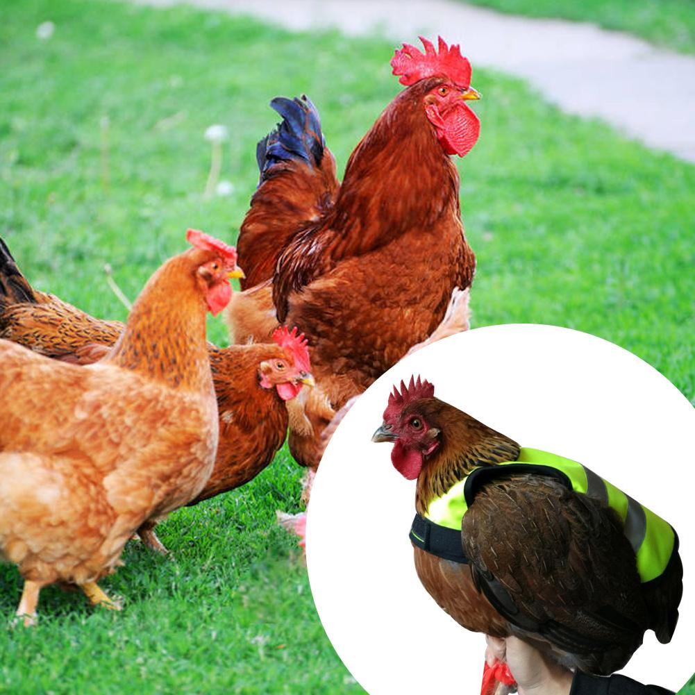 reflekterende vest kylling hjelm tøj fjerkræ høne justerbar sadel forklæde fjer beskyttelse holder til kylling og and – Grandado