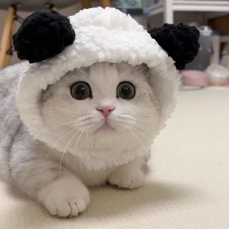 Casquette de chat drôle, couvre-tête en peluche, mignon chat chien tissé, coiffure chaude, chapeau pour animaux de compagnie, chaton, chiot, accessoires de Costume de Cosplay: Violet