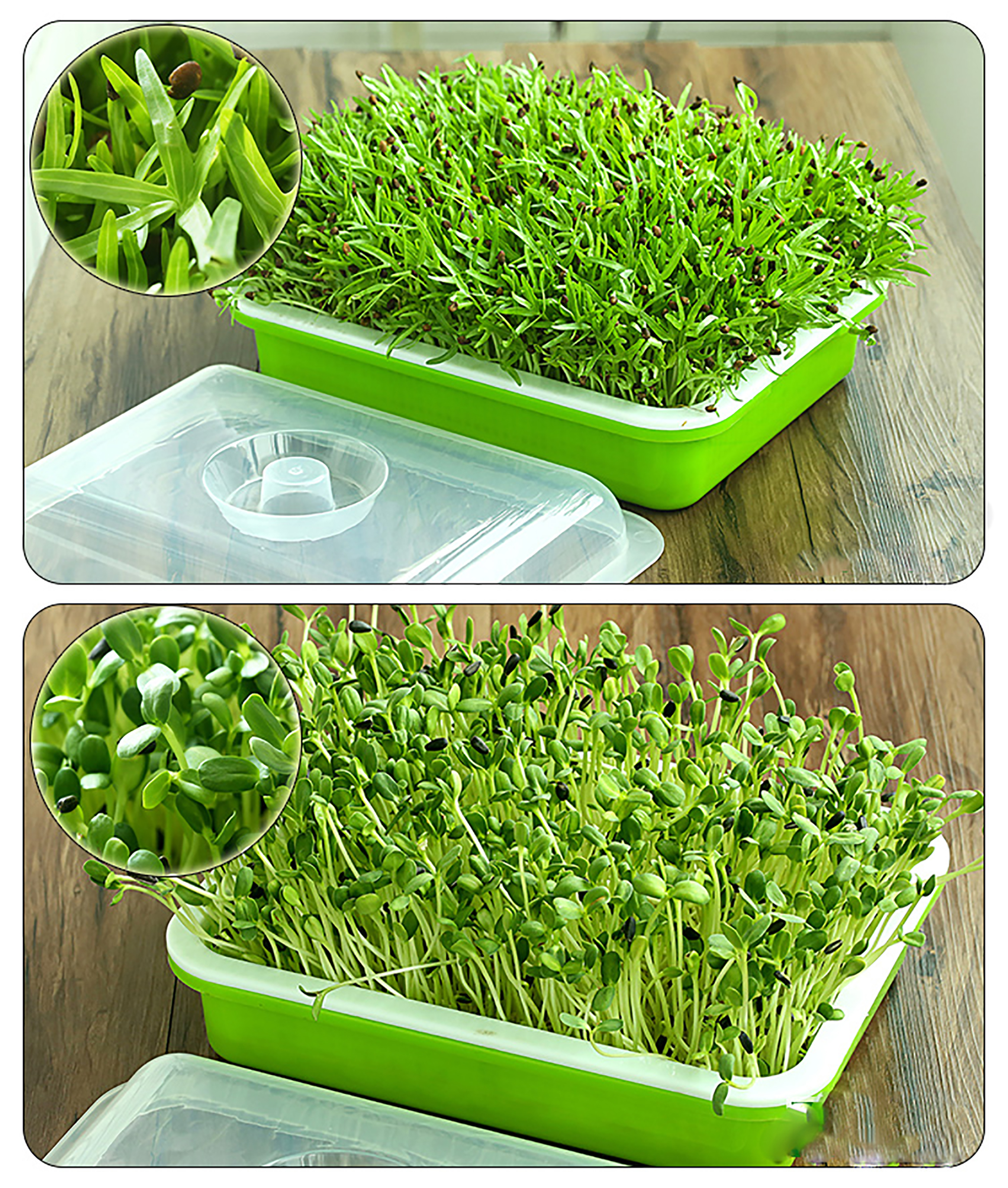 Sprouting Tray Double Layer Pea Mung Bean Peanut Wheat Hydroponic Sprout Plate Seedling Sprouter Cat Grass Soilless Planting Pot