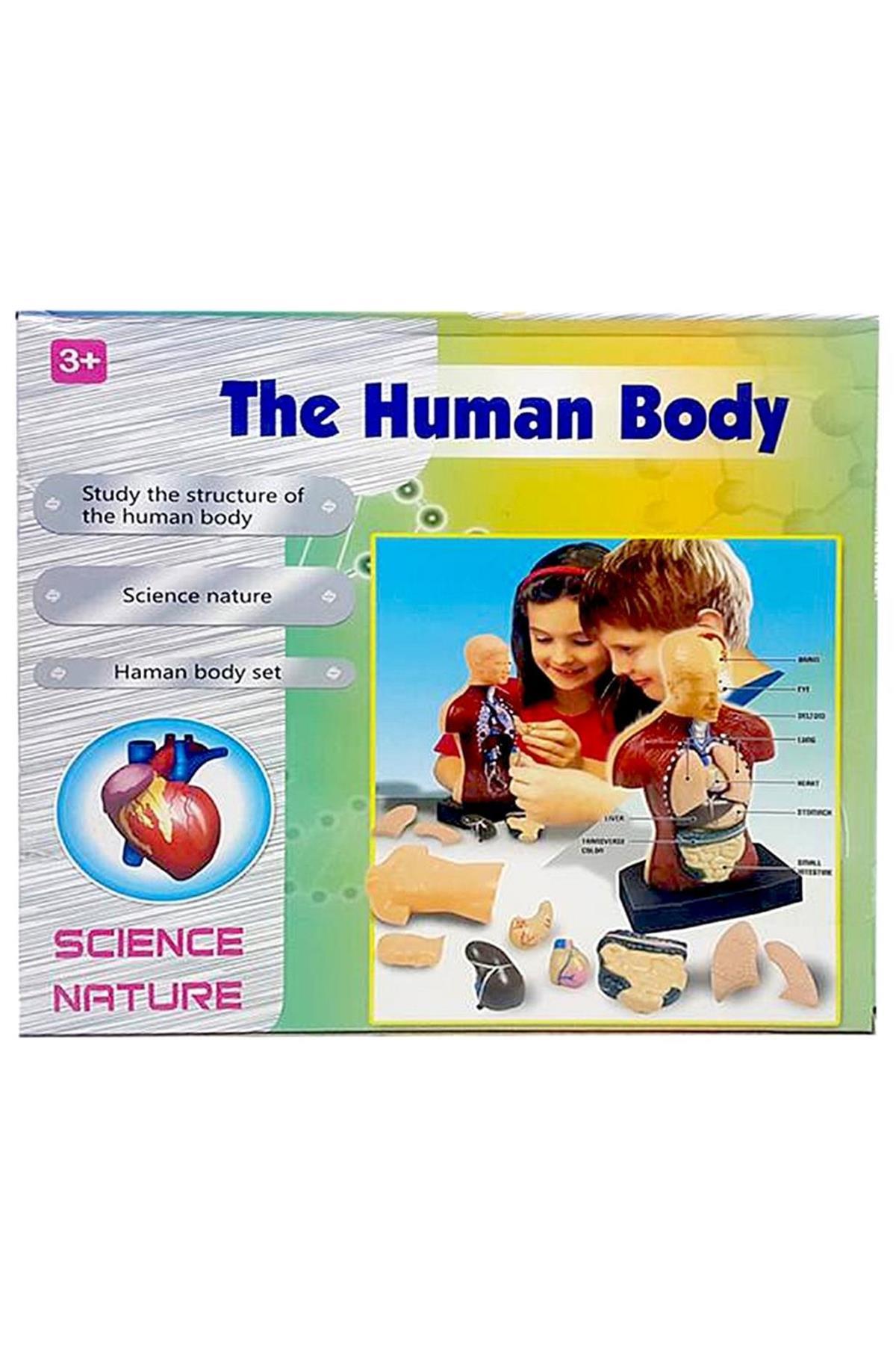 Human Body 3D Educational Kit