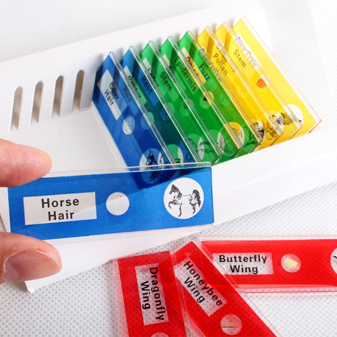 12Pcs Prepared Plastic Microscope Slides Biological Specimen Kit with Box for Children Student Early Biology Education