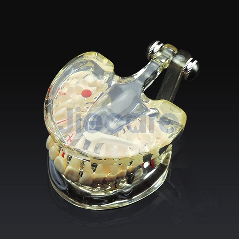 1 PC Dental Standard Teeth Model Oral Care Tooth Cleaning for Dental Teaching&amp;Practice Simulation: C