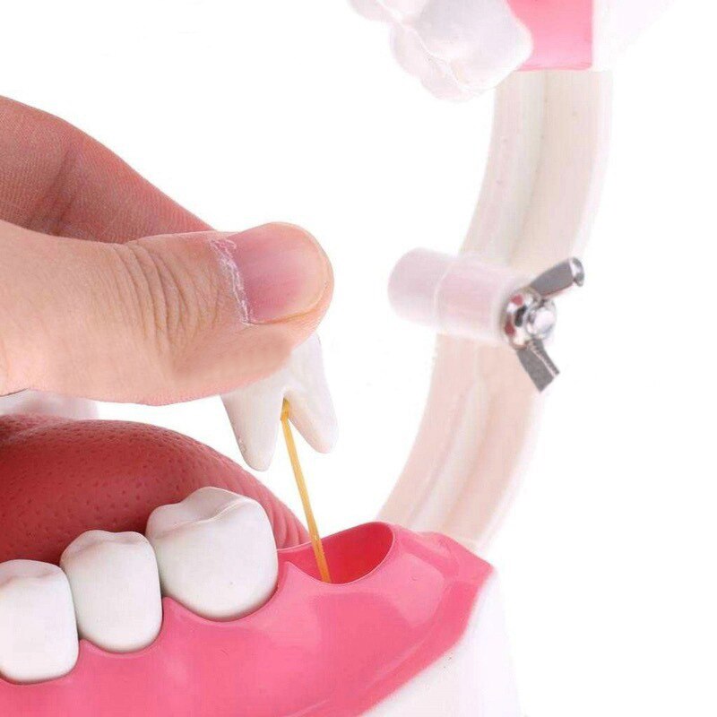 Teeth Model and Toothbrush with High-Grade Teeth Teaching Model Model