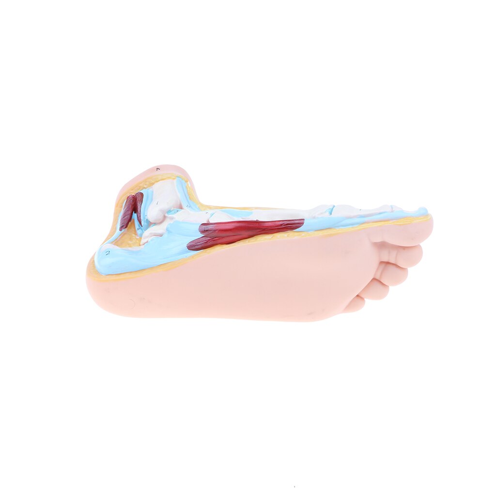 1:1 Life Size Anatomical Human Normal Foot Model - Human Anatomy, Lab Supplies