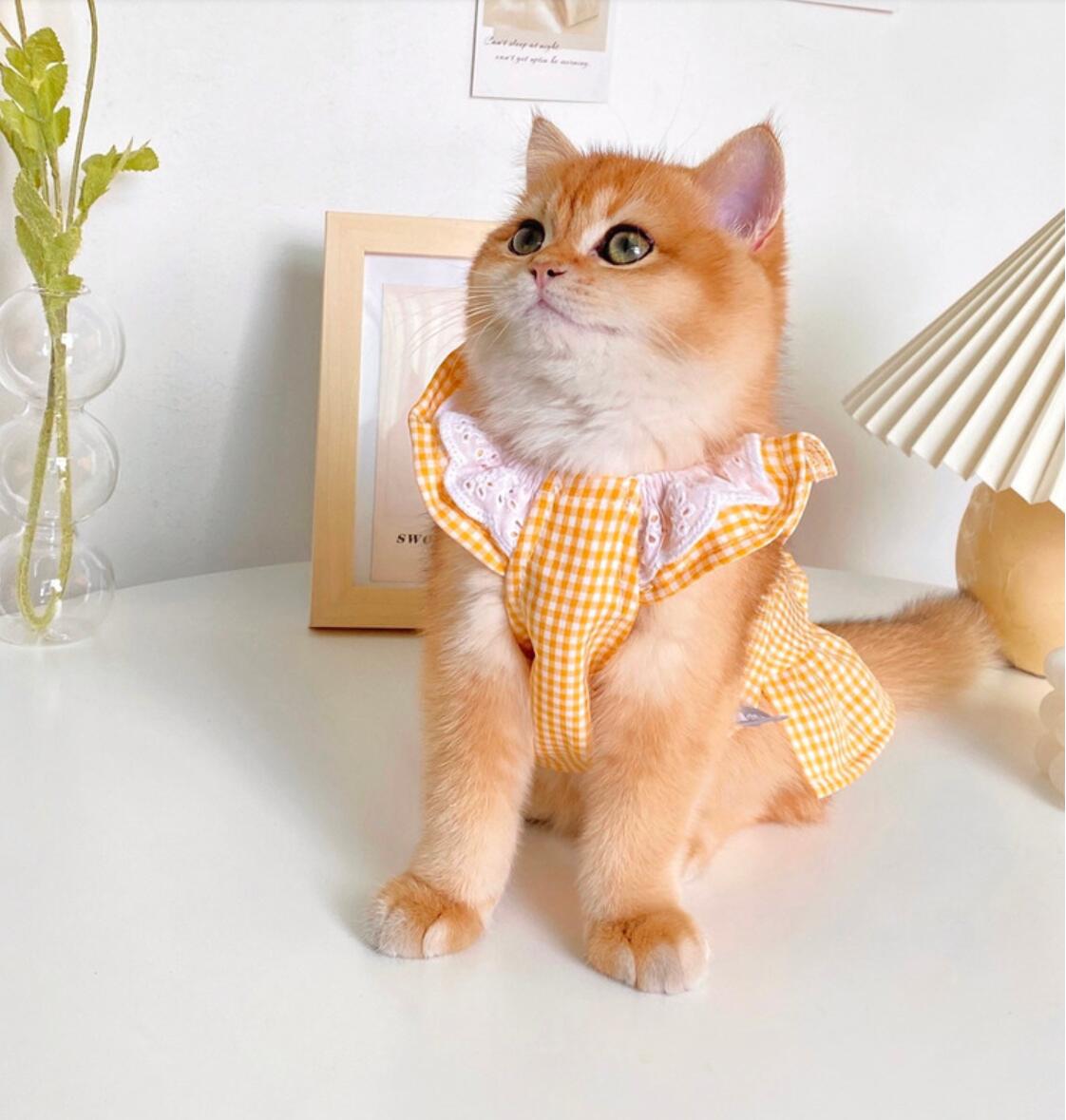 T-shirt respirant pour chats, vêtements mignons pour animaux de compagnie, Costume à la pour chien et chat