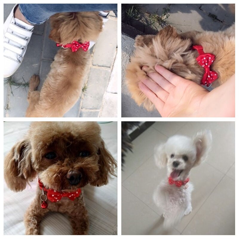 Collier à nœud papillon pour chat, accessoires pour animaux de compagnie, réglable, pour petits chiens, chiot, chaton, fournitures de mariage