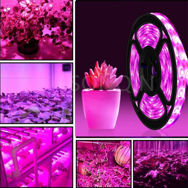 Tira de luces LED de espectro completo, lámpara de crecimiento Phyto para invernadero hidropónico, 3M-15M