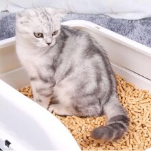 MASCOTALANDIA Arena para Gatos Natural Desodorización sin Polvo Gran Capacidad de Absorción Lecho Higienico Virutas de Madera para Mascotas Serrín para Gato Animales Pequeños Hámster Conejo Loro Ardilla Erizo 10L/1pack