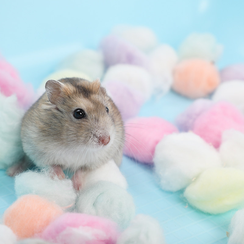 Casa de cama de algodón cálido para hámster, Mini jaula de cerdito de Guinea para ratas, animales pequeños, mascotas, accesorios para nido