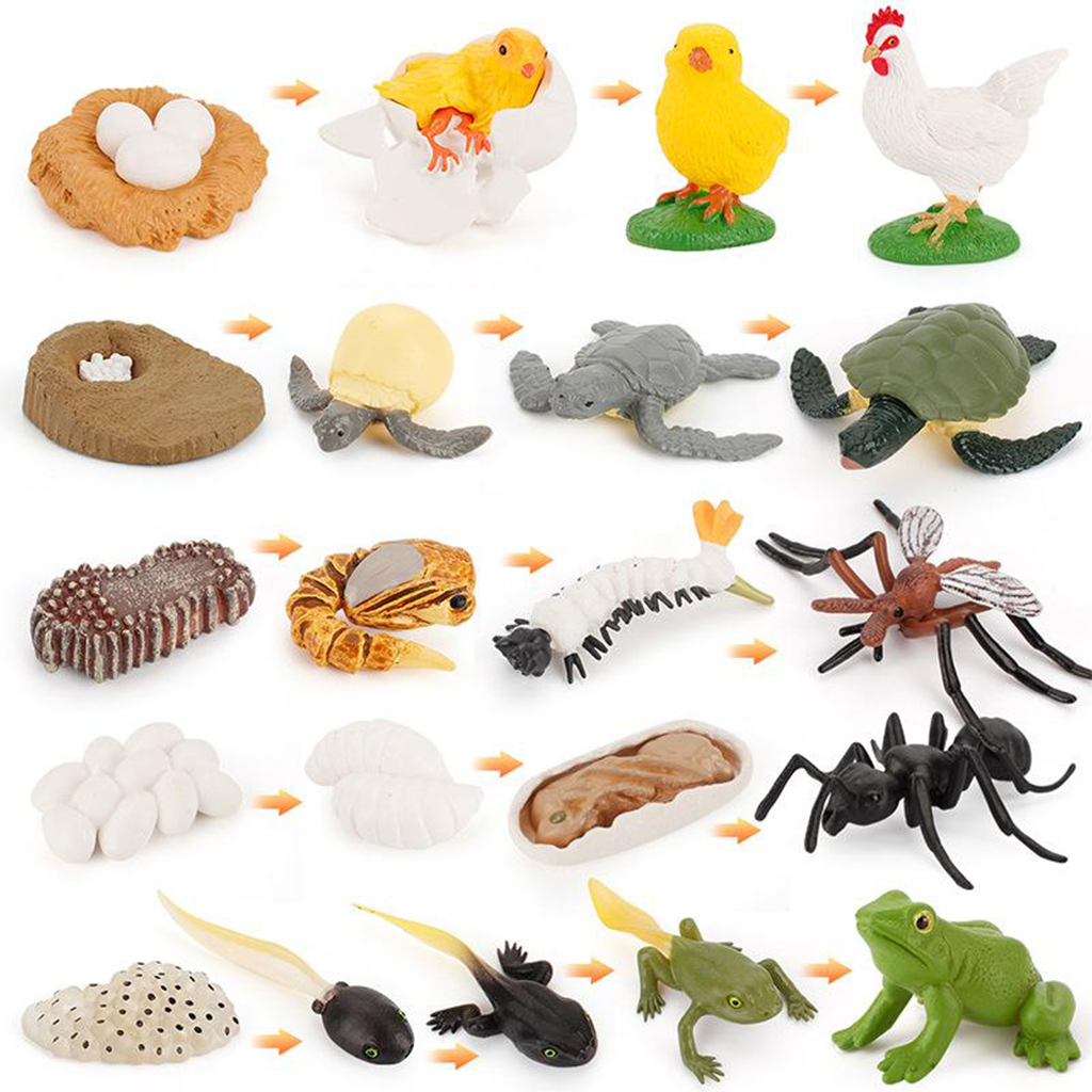 Animal Model Insect Animal Growth Cycle Realistic Insects Figurines