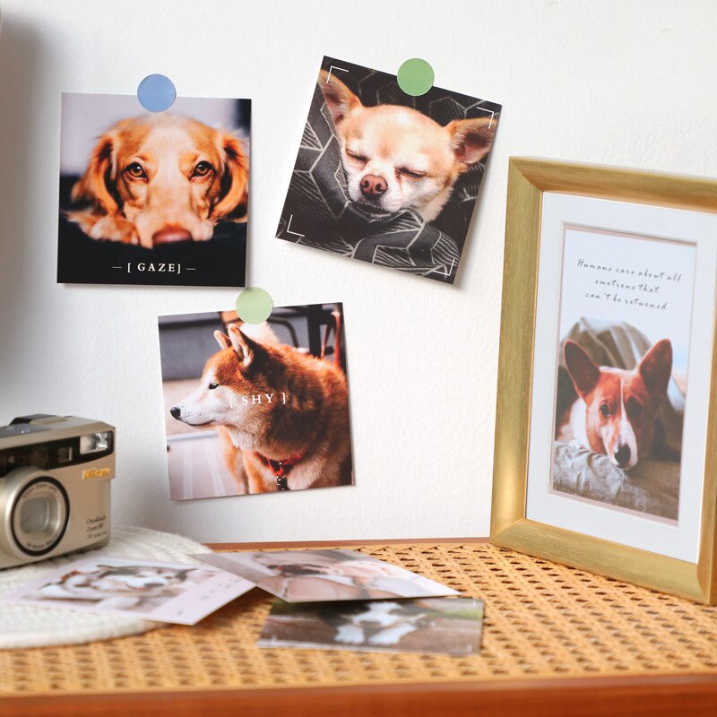 Ins 9 Sheets Interesting Cat Dog Postcard Square Cute Animals Decorative Card Small Poster Diy Background Wall Sticker