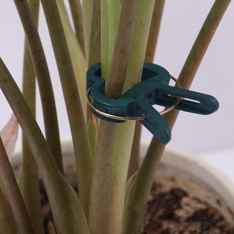 20 pièces jardin plante Clips tomate cravate tige orchidée Support résistant aux intempéries cultiver formation fixe pince vignes raisin serre légumes