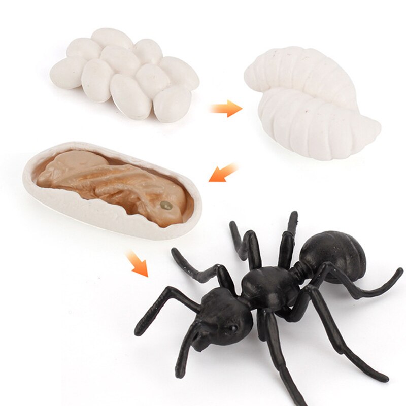 Animals Growth Cycle Life Model Set Frog Ant Mosquito Sea Turtle Simulation Model Action Figures Teaching Material For Kids