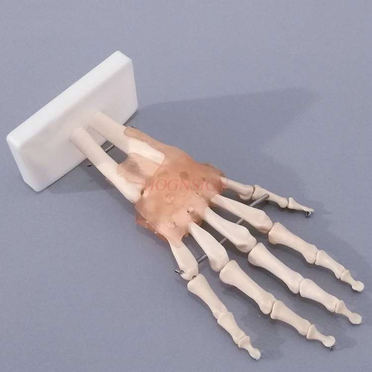 Hand Knochen Modell Handgelenk Gemeinsamen Hand Anatomie Knochen Bänder Beweglichen Struktur Phalanx Radius bilden