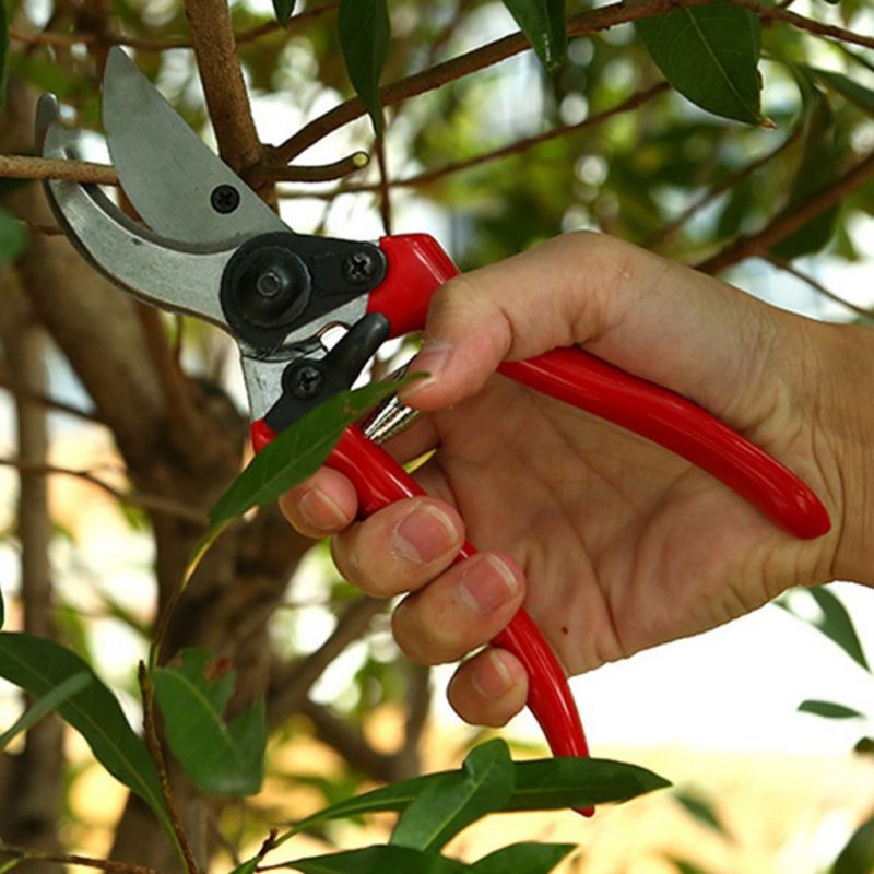 Tijeras de podar de jardín de mango rojo, ramas gruesas de árboles frutales, tijeras de podar, herramientas de podar para jardinería en macetas