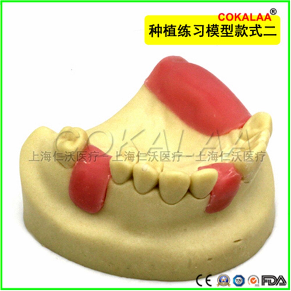 Matériel dentaire de bonne , modèle dentaire pour implant oral, chirurgie du sinus maxillaire, équipement pour les gencives souples, 1 pièces