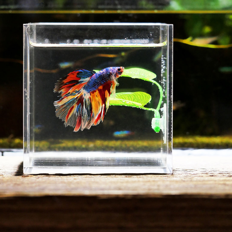 Betta vissen rusten in het aquarium, bladplanten decoratie, paaiplaats, sierplant, betta vissen spelen, ontspannen, kunstmatige schuilplaats, blad hangmat