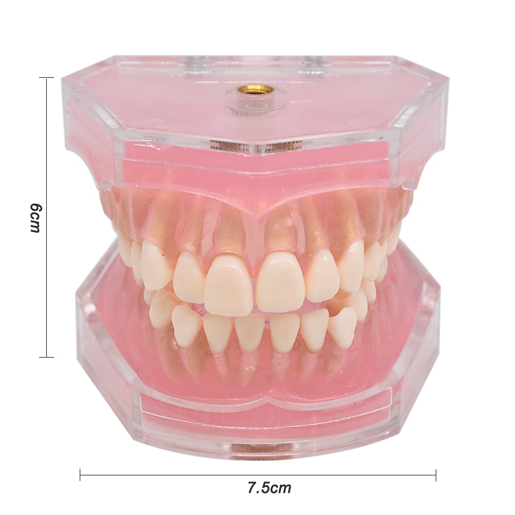 Dentier fond de teint souple amovible, dents souples, type de pruck tirer vers le haut, modèle d&#39;enseignement