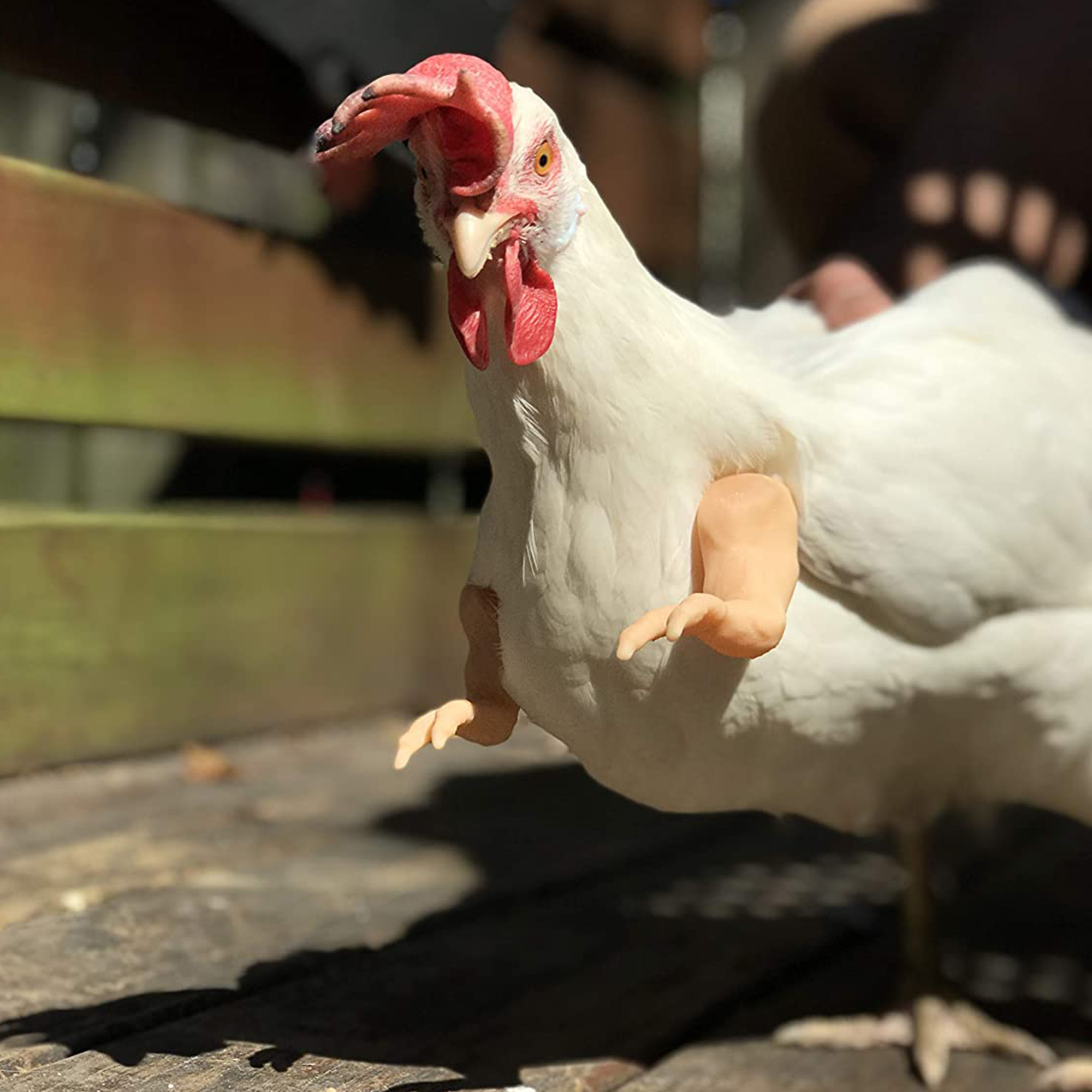 Bras de poulet de couleur unie, bras artificiel, outils de décoration pour coq nu/noir