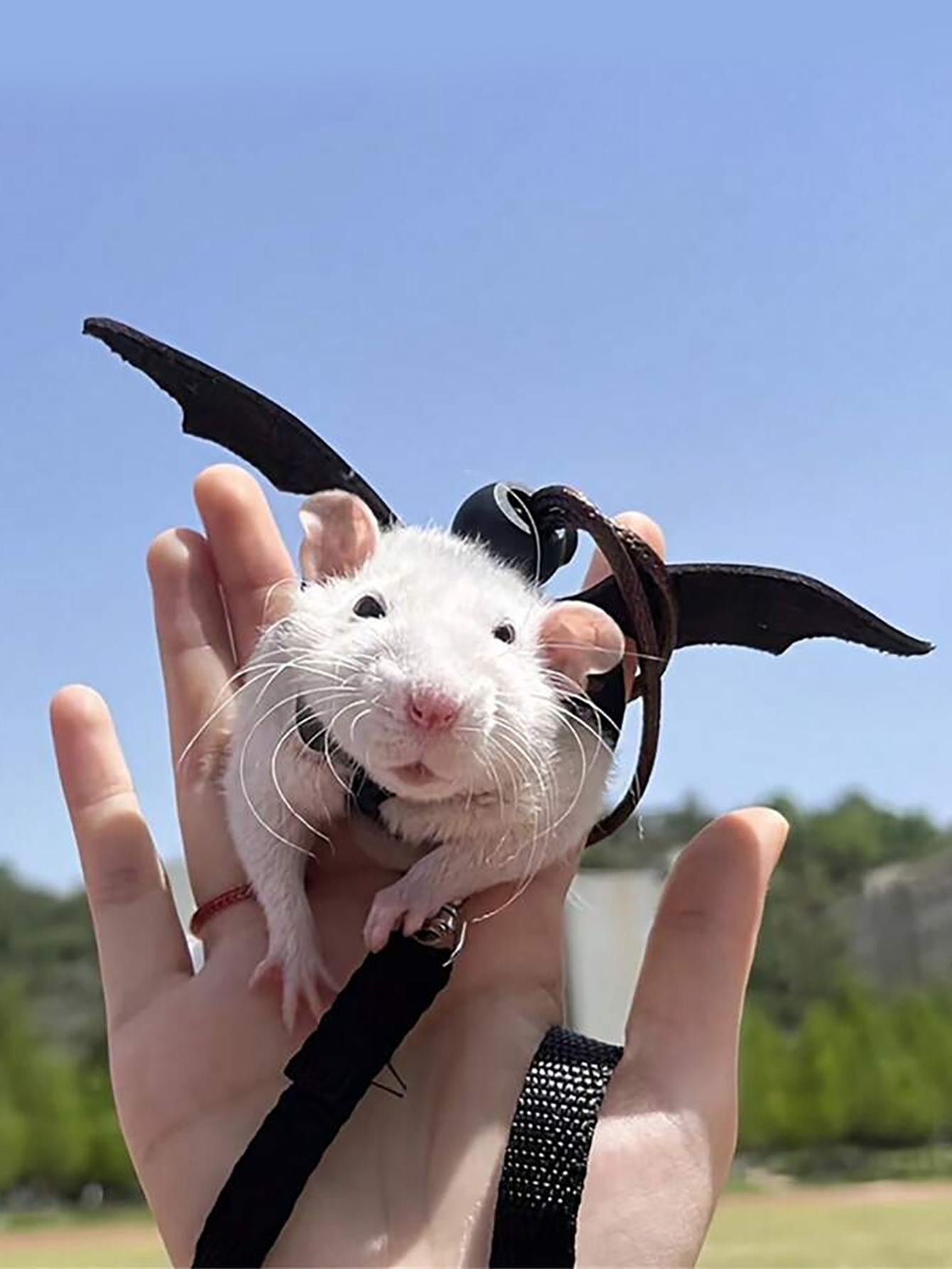 1 st kleine dieren hamster trekkabel riem, hamster bloemtak rat uitgaan riem