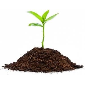 50 Pcs Chilean Pepper