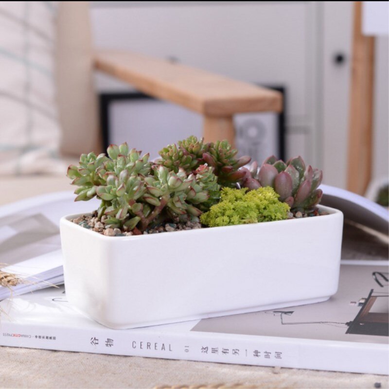 Macetas carnosas de cerámica minimalistas, rectangulares, blancas, para plantas suculentas, de porcelana, para escritorio, decoración del hogar Zakka