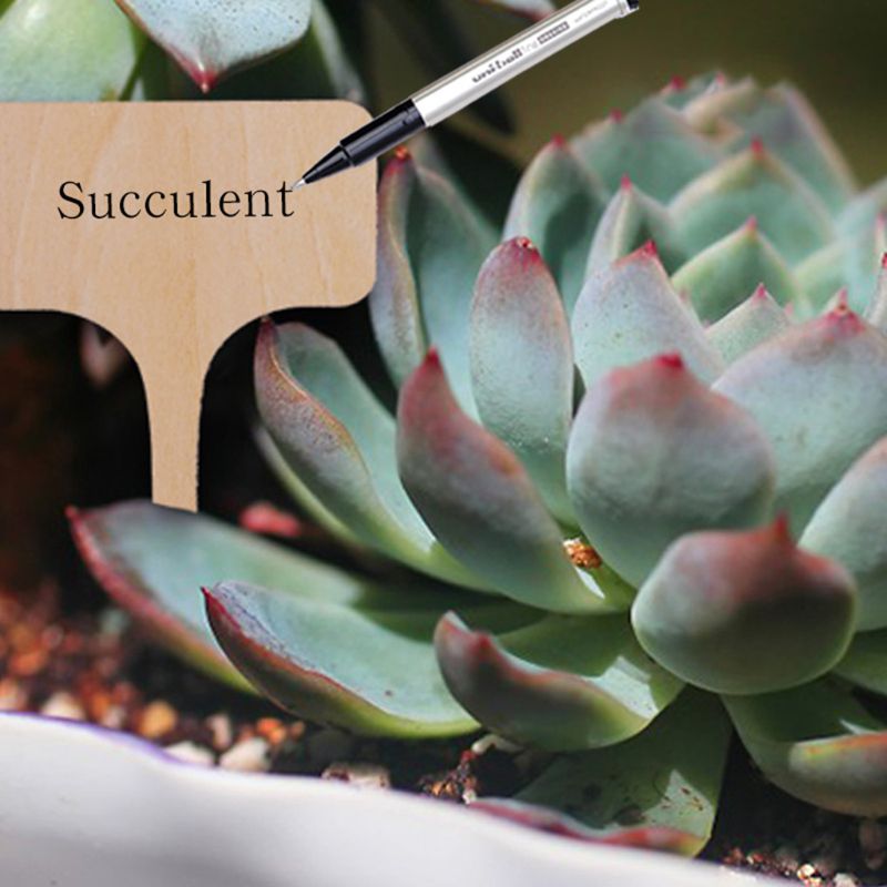 50 st miljövänliga träväxtetiketter skyltar taggar trädgårdsmarkeringar för frö krukväxter blommor grönsaker